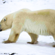 Illustration for article titled I Looked A Wild Polar Bear In The Eye